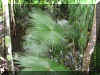 Habitat 004.jpg (198761 bytes)